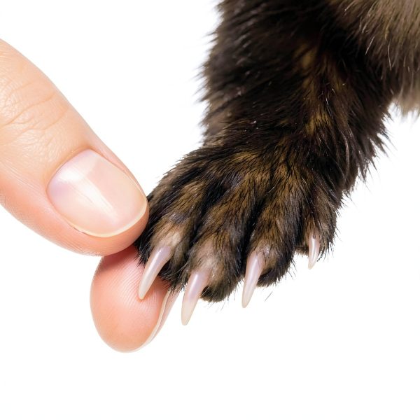 Marshall Ferret Grooming Kit Waterless Shampoo Nail Clippers-5