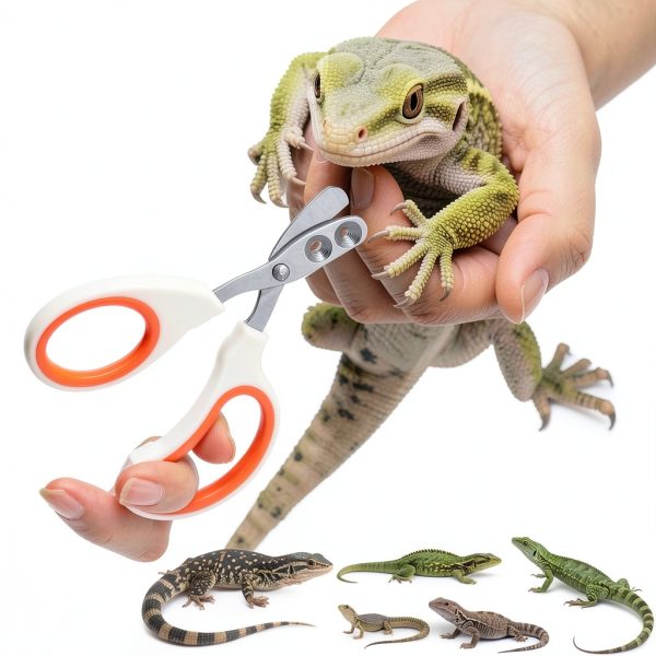 Ranjaner Stainless Steel Bearded Dragon Nail Clipper Small-5